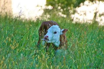 Glückliche Kühe im Schwarzwald