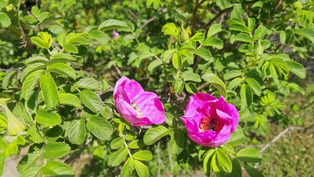 Bee fly near rose bush flower. Allergy insect macro video. Green grass. Bumblebee garden action. Beautiful blossom and organic fur flight. Ecology life concept. Slow motion. Honeybee worker eating