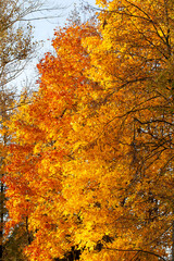 yellowed maple foliage on trees in the autumn season