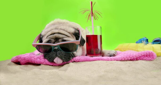 Cute pug dog laying down on the sand beach near the sea on summer vacation holidays, wearing sunglasses with cocktail. Green screen. Funny summer vacation, travel concept 