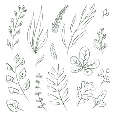 A collection of various branches with leaves drawn by hand, green contour lines on a white background. A set of elements of botanical design. Monochrome isolated floral vector illustration