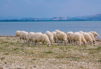 Beautiful tranquil summer landscape - white sheep and goats grazing on a lake shore, blue sky and mountains on the horizon.