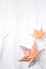 Dry leaves on white background