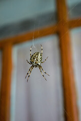 Large spider sitting in a web