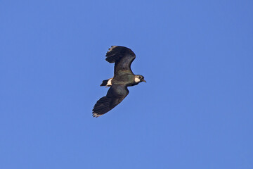 Northern Lapwing (Vanellus vanellus) flying on the blue sky.