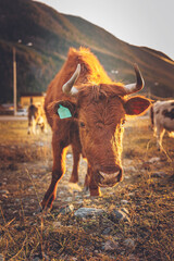 Young big angus cattle cow background evening at sunset, farming in mountains