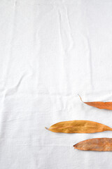 Dry leaves on white background