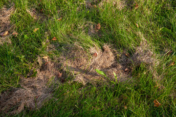 mown sun-dried grass during forage harvesting for livestock