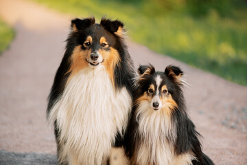 Two Sheltie dogs on gravel path in park, close-up portrait. - obrazy, fototapety, plakaty