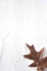 Dry leaves on white background
