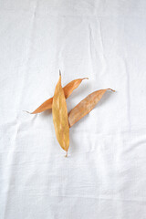 Dry leaves on white background