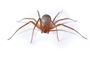 Closeup picture of a female of the Mediterranean recluse spider Loxosceles rufescens (Araneae:...
