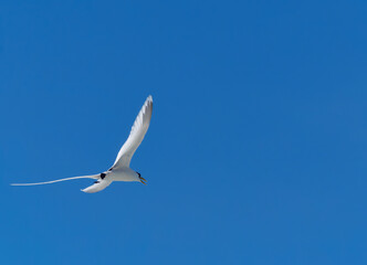 The white-tailed tropical bird (Phaethon lepturus) flying over Seychelles