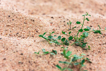 green plants in the sand on the beach