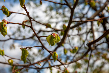 new young foliage of maples in spring