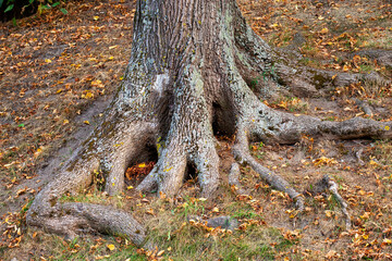 the trunk of a tree in the autumn season