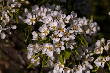 Fototapeta premium Spring flowering pear tree with many white flowers