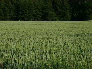 light green cereal field, further dark green trees, clear