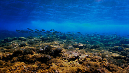 Underwater art - Schools of fish in rays of sunlight. From a scuba dive in the sea.