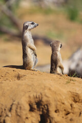Naklejka na ściany i meble Two meerkats (Suricata suricatta) in the sand