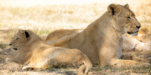lioness with her cub resting on the African savannah in South Africa, one of the big five of Africa and the top predator of African safaris.