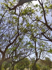 Obraz premium Parque con árboles 