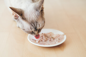 Close up of a cat eating wet food from the white plate placed on wooden floor at home. Soup for cats is the perfect warming treat to feed your feline friend.