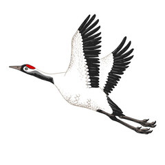 Hand drawn Chinese red crowned crane.