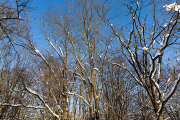 Fototapeta premium sunny weather in a winter park with trees in the snow