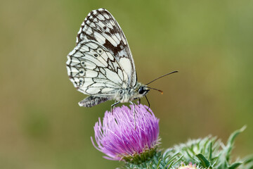 Ventral view of a male Marbled white butterfly (Melanargia galathea) on purple wild flower