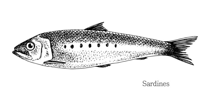 sardine black and white drawing on white clip art preview