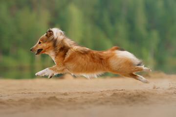 red sheltie dog running and playing on the sandy beach. Pet on the nature. tracking, hiking, travel 