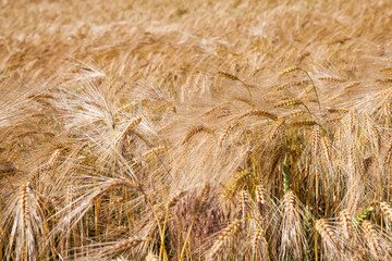 agricultural field with mature golden yellow cereals