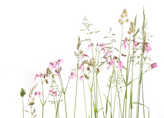 Bent grasses and wild meadow pink cornflowers isolated on white background. Abstract fresh wild...