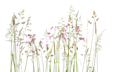 Fototapeta na wymiar Bent grasses and wild meadow pink cornflowers isolated on white background. Abstract fresh wild grass flowers, herbs.