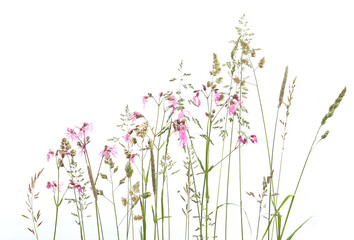 Bent grasses and wild meadow pink cornflowers isolated on white background. Abstract fresh wild...