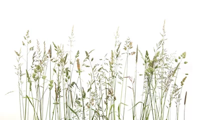 Wall murals Grass Bent grasses spikelet flowers wild meadow plants isolated on white background. Abstract fresh wild grass flowers, herbs.