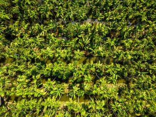 Aerial view of a palm tree plantation, in Nakhon Pathom, Thailand