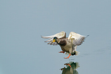 Stockentenmännchen bei der Landung