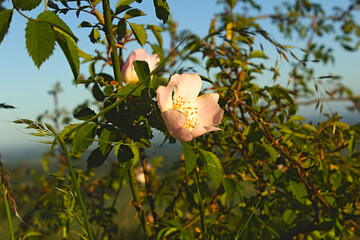 Rosa Canina Dog-rose white flower