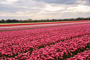 Champ de tulipes en Provence au printemps. Coucher de soleil. Ciel nuageux.  - 510676060