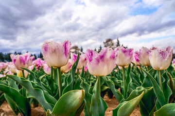 Tulipes sur le champ gros plan. Ciel nuageux.  - 510676064