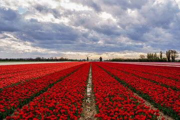 Champ de tulipes en Provence au printemps. Coucher de soleil. Ciel nuageux.  - 510676065