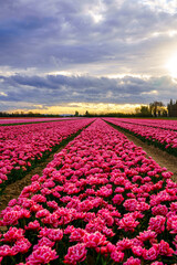 Champ de tulipes roses en Provence au printemps. Coucher de soleil. Ciel nuageux. Photo verticale. - 510676067