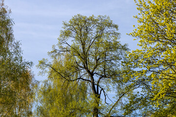 the young foliage of the maple tree in the spring season