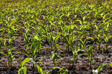 Obraz premium agricultural field with corn in soil and mud