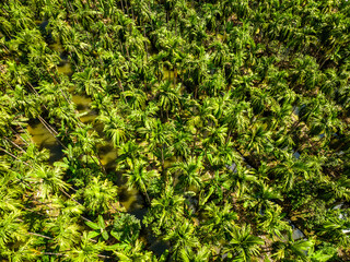 Aerial view of a palm tree plantation, in Nakhon Pathom, Thailand