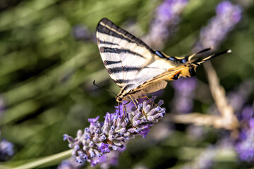 butterfly in flowers