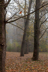 trees growing in the autumn season