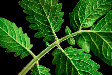 close up of green leaf, nacka,sweden,sverige,stockholm